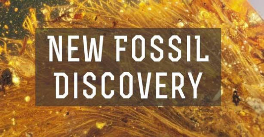 New Amber Fossil - Uncovers A Rare Specimen - Levitating Moon